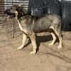 Simon (Strolch- Lebensfroher Herzenshund