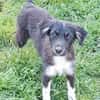 RUMBA -Rundum tolles Hundekind-