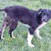 RUMBA -Rundum tolles Hundekind-