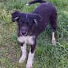 RUMBA -Rundum tolles Hundekind-