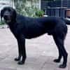 OBELIX-bildschöner Pointer-Mix-Rüde,62cm