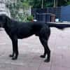 OBELIX-bildschöner Pointer-Mix-Rüde,62cm