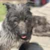 Xana, Hundemama sucht Platz zum Bleiben