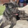 Xana, Hundemama sucht Platz zum Bleiben