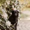 Mogli - sensibler Hund sucht Zuhause
