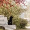 Mogli - sensibler Hund sucht Zuhause