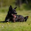 KNÖPPI -rundum tolles Hundekind-