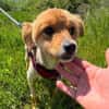 Kimba aus RO, in DE 42651 Solingen