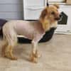 Kimba aus RO, in DE 42651 Solingen