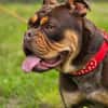 Bulldogge sucht tolle Leute