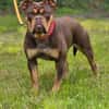 Bulldogge sucht tolle Leute