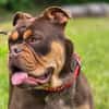 Bulldogge sucht tolle Leute