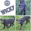 WICKY -rundum tolles Hundekind-