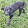WICKY -rundum tolles Hundekind-