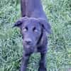 WICKY -rundum tolles Hundekind-