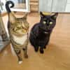 Kaito & Akita brauchen ein neues Zuhause