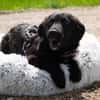 Aura sucht liebevolle Familie....