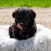 Aura sucht liebevolle Familie....