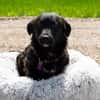 Aura sucht liebevolle Familie....