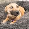 Anda unser Herzenshund...
