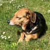 Bibi sucht ruhiges Zuhause!