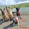 Ikem ein Special Hund sucht ein Zuhause