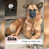 Ruhige SHILA sucht treue Begleiter