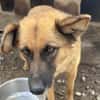 Ruhige SHILA sucht treue Begleiter
