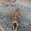 Ruhige SHILA sucht treue Begleiter