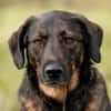 Scooby - sensibler Herzenshund