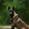 Athos