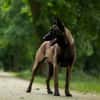 Athos