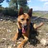 LUNA ( 4 patas jumillas)