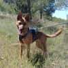 LUNA ( 4 patas jumillas)