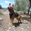 LUNA ( 4 patas jumillas)