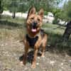 LUNA ( 4 patas jumillas)