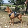 LUNA ( 4 patas jumillas)