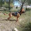 LUNA ( 4 patas jumillas)