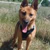 LUNA ( 4 patas jumillas)