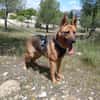 LUNA ( 4 patas jumillas)