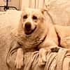 FOBO (4 patas jumillas)