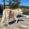 FOBO (4 patas jumillas)