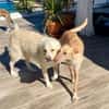 FOBO (4 patas jumillas)