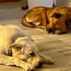 FOBO (4 patas jumillas)