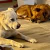 FOBO (4 patas jumillas)