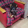 LETICIA (4 patas jumillas)