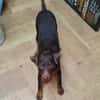 LETICIA (4 patas jumillas)