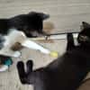 Verspielter Kater Mustache