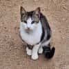 Anhänglicher u. liebevoller Kater Mickey