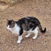 Anhänglicher u. liebevoller Kater Mickey